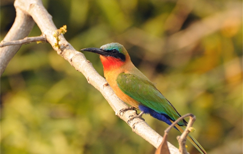 3 Ruby-throated bee-eater (small)